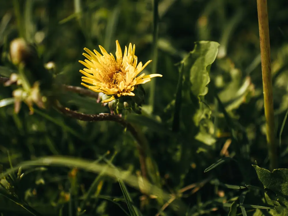 How to Apply Weed Killer Safely in Flower Beds