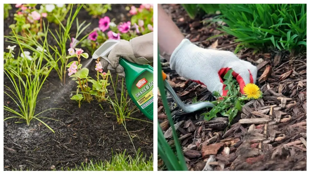 Preventing Weeds in Flower Beds