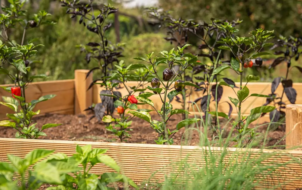 Raised Beds and Planter Boxes